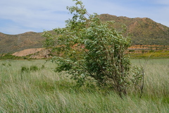 Salix mucronata mucronata