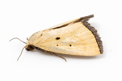 Marimatha quadrata