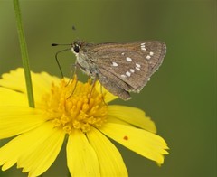 Hesperia attalus slossonae