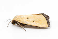 Marimatha quadrata