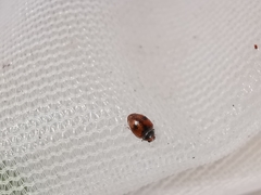 Scymnus subvillosus
