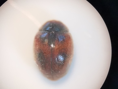 Scymnus subvillosus