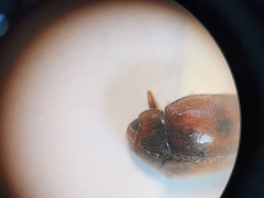 Scymnus subvillosus