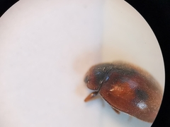 Scymnus subvillosus
