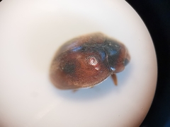 Scymnus subvillosus