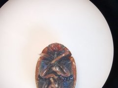Scymnus subvillosus