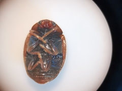 Scymnus subvillosus