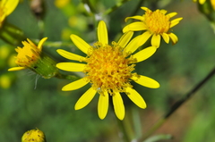 Senecio brasiliensis