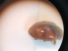 Scymnus subvillosus