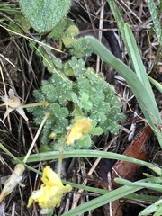 Oxalis sellowiana