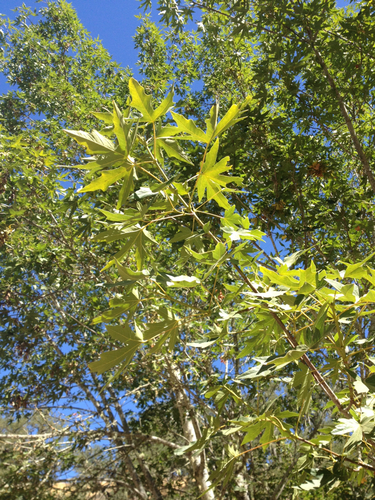 iNaturalist observation photo of bigleaf maple