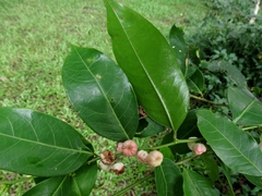 Glochidion harveyanum