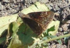Erynnis baptisiae