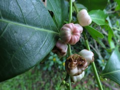 Glochidion harveyanum