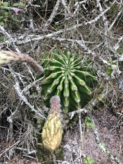 Echinopsis oxygona