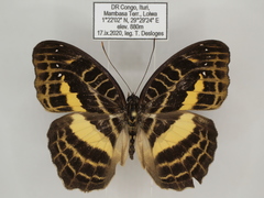 Cynandra opis bernardii