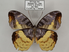Cynandra opis bernardii