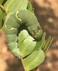 Charaxes ethalion ethalion
