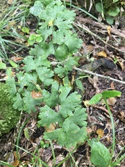 Adiantum digitatum