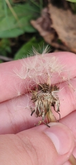 Taraxacum officinale
