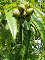 Cordia fitchii