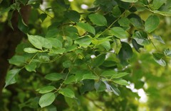 Schrebera swietenioides