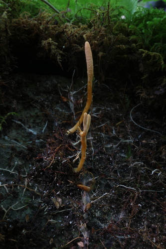 Cordyceps cardinalis image