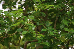 Schrebera swietenioides