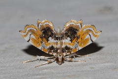 Musotima suffusalis