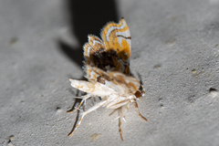 Musotima suffusalis