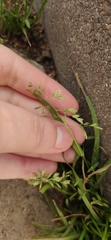 Poa annua