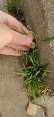 Poa annua