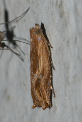 Ancylis aromatias