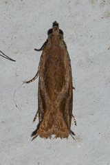 Ancylis aromatias