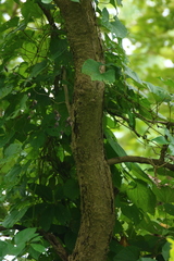 Schrebera swietenioides
