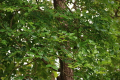 Schrebera swietenioides