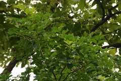 Schrebera swietenioides