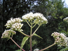 Ophryosporus macrodon