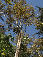 Citharexylum subflavescens