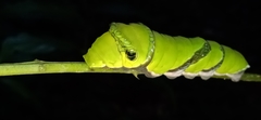 Papilio helenus daksha