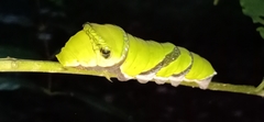 Papilio helenus daksha