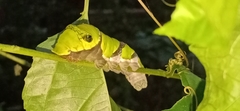 Papilio helenus daksha