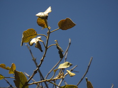 Citharexylum subflavescens