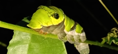Papilio helenus daksha
