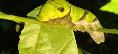 Papilio helenus daksha