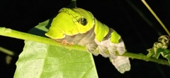 Papilio helenus daksha