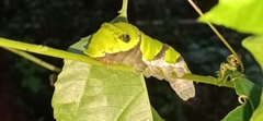 Papilio helenus daksha