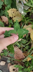 Trifolium pratense