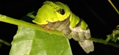 Papilio helenus daksha