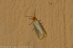 Sozusa scutellata